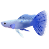 Blue Dragon Guppy (Art by: #386310)
